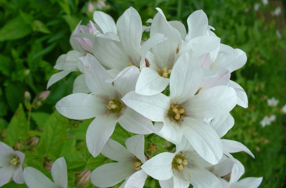 Колокольчик молочноцветковый Альба