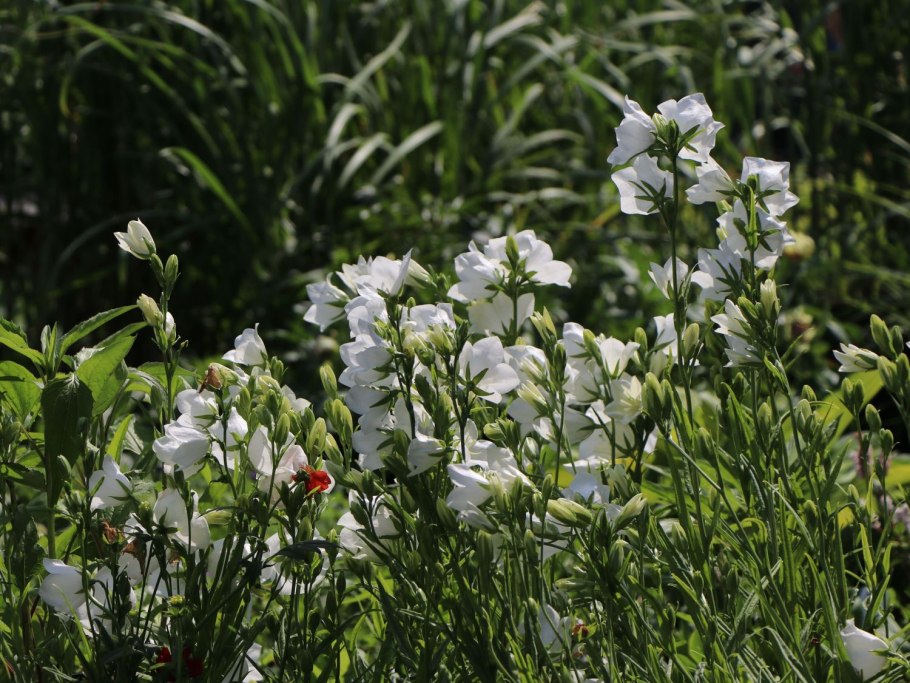 Колокольчик холодолюбивый Campanula
