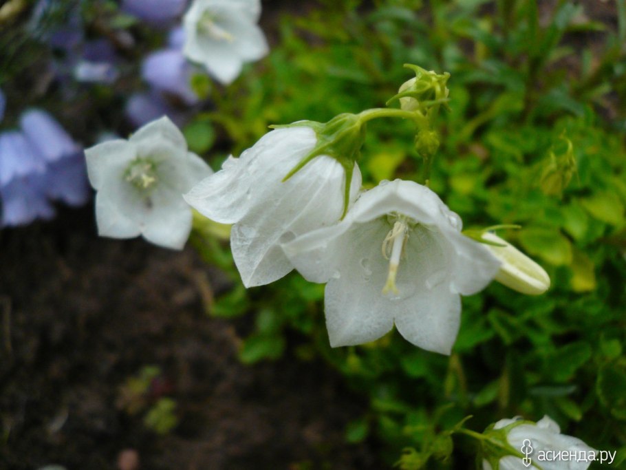 Колокольчик белый многолетний