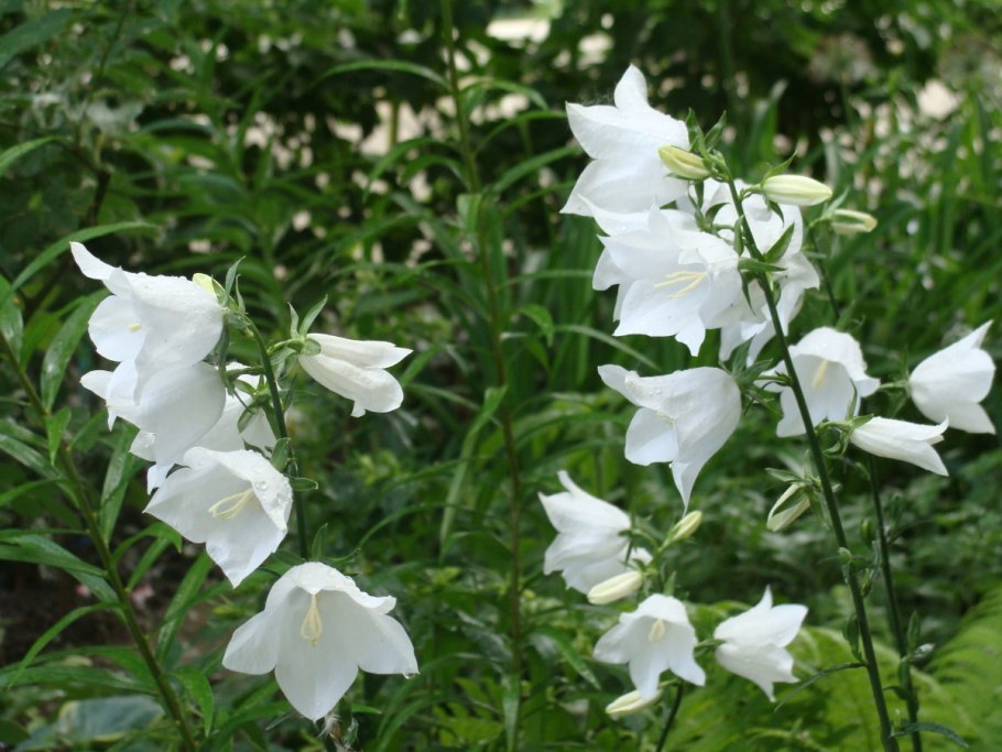Колокольчик доломитовый(лат. Campanula dolomitica)