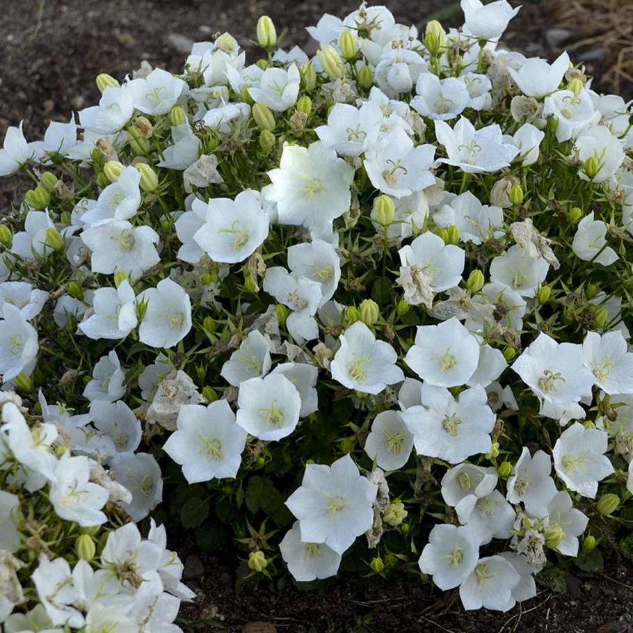Колокольчик карпатский (campanula carpatica)