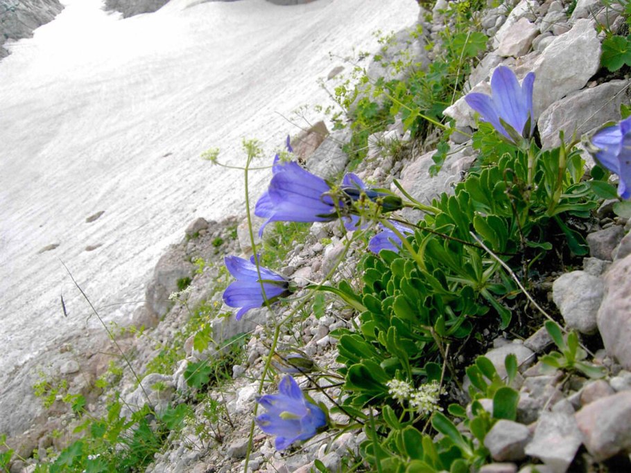 Campanula cochleariifolia