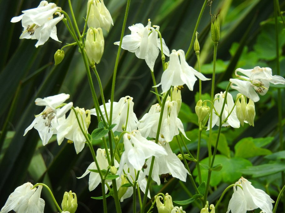 Колокольчик персиколистный Alba