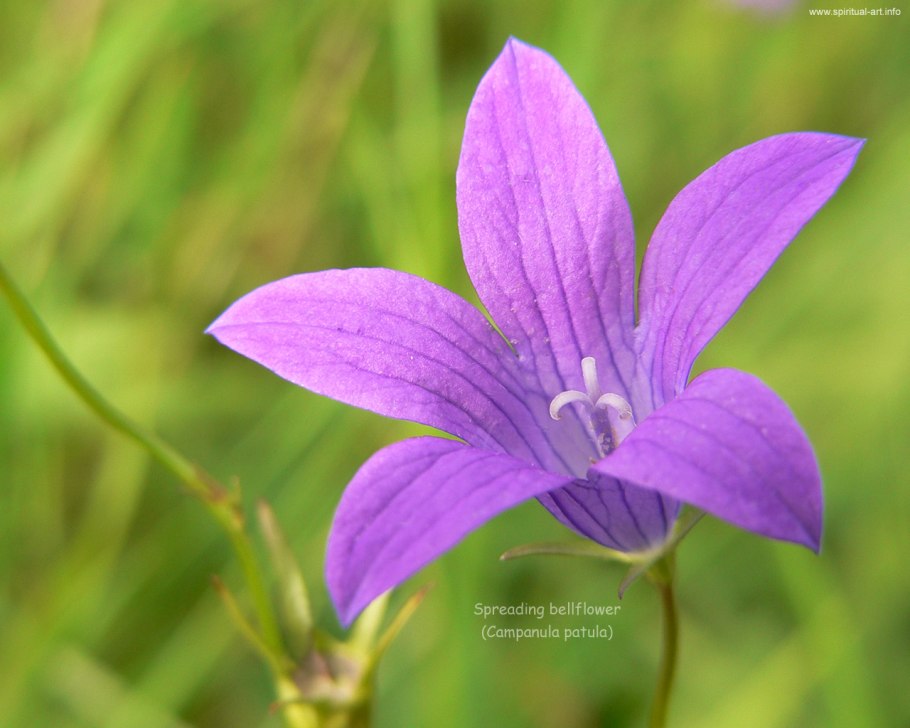 Кампанула Альпийский колокольчик