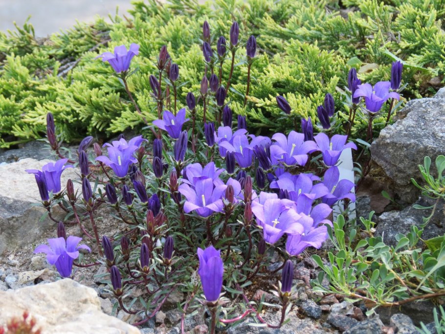 Растения бубенчик Якутский