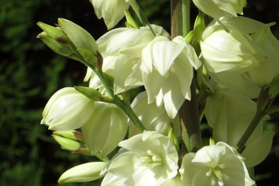 Садовая Юкка колокольчик