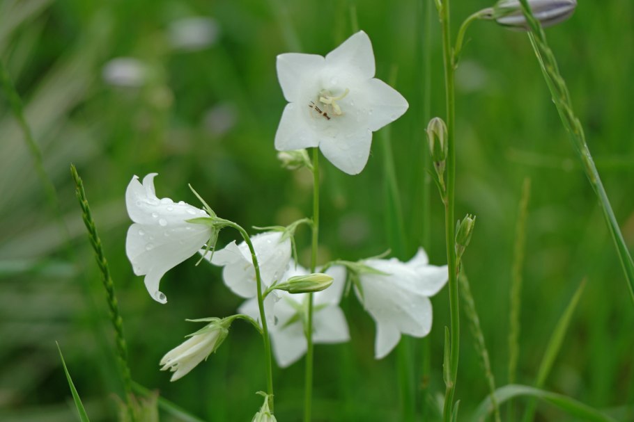 Колокольчик Карпатский Pearl White