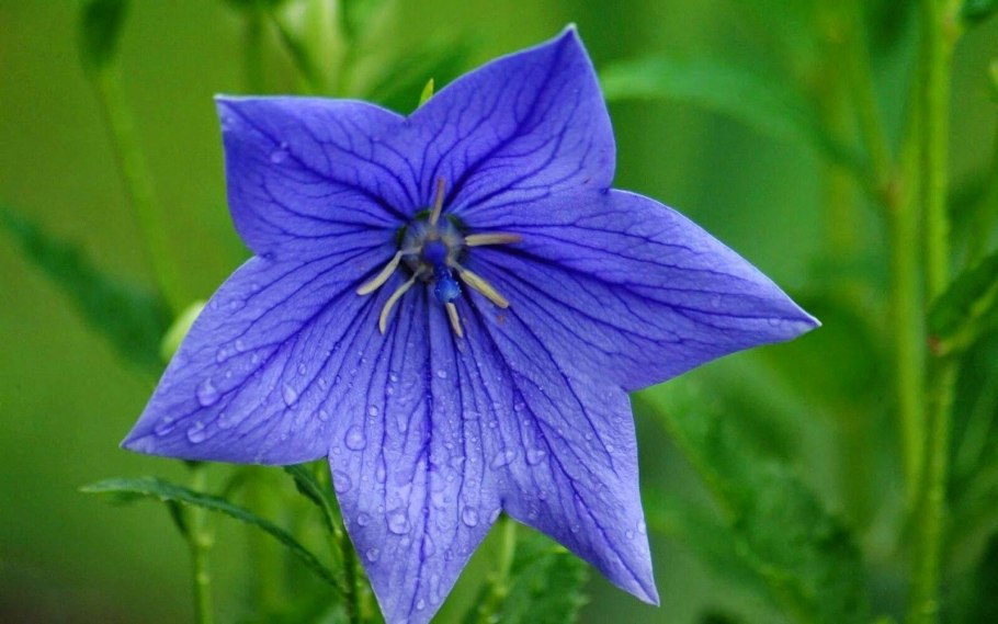 Campanula chamissonis