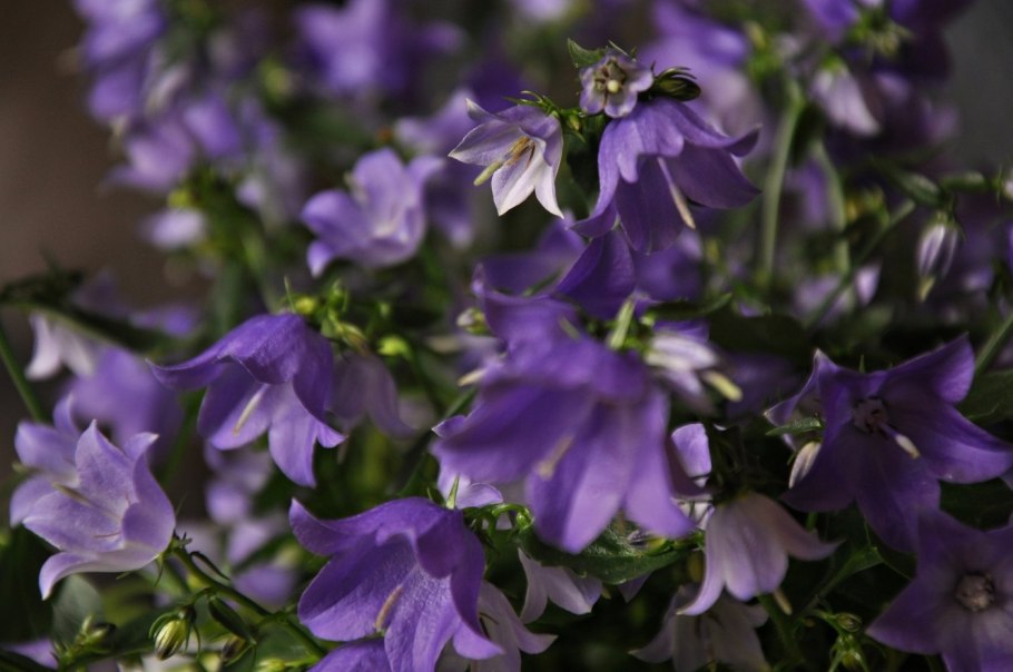 Кампанула колокольчик