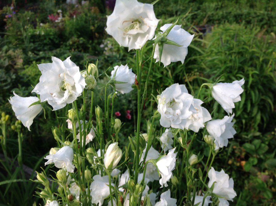 Колокольчик персиколистный белый