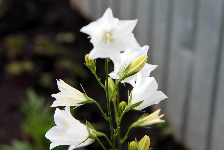 Колокольчик доломитовый фото