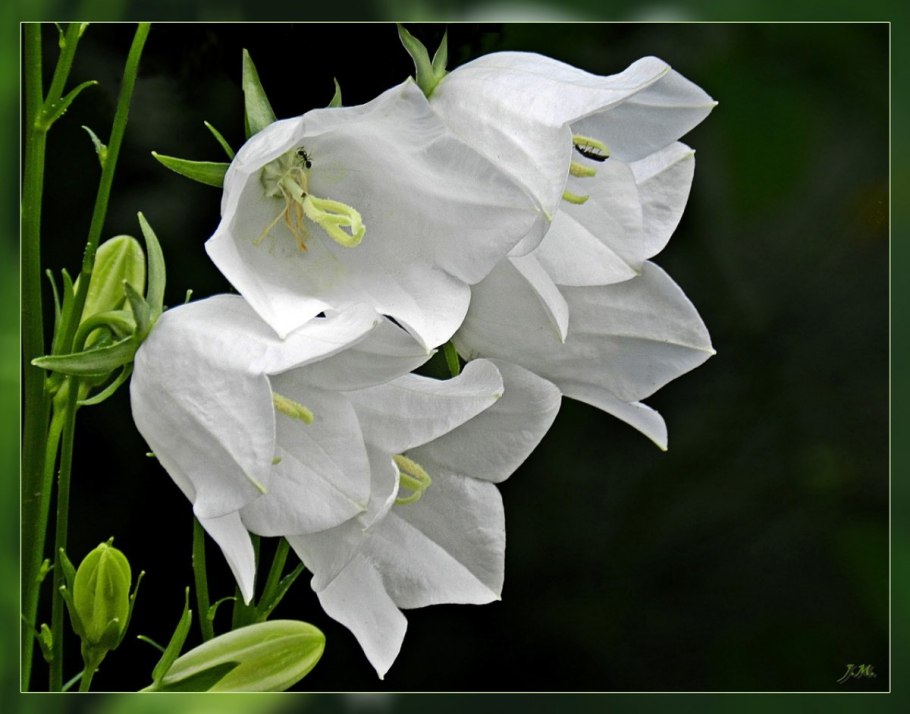 Колокольчик кампанула белый