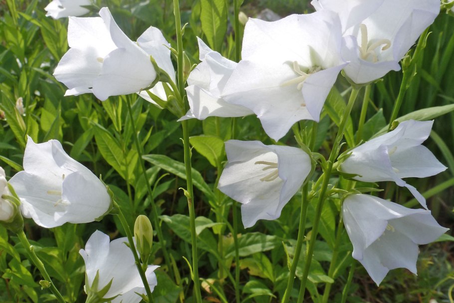 Колокольчик Кампанула белый