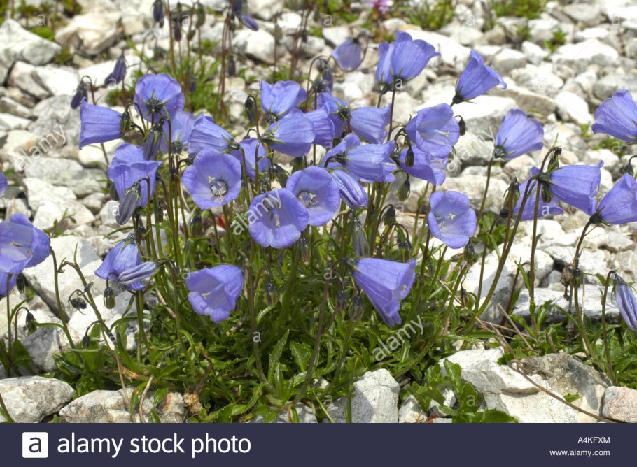 Сорняк синий колокольчик