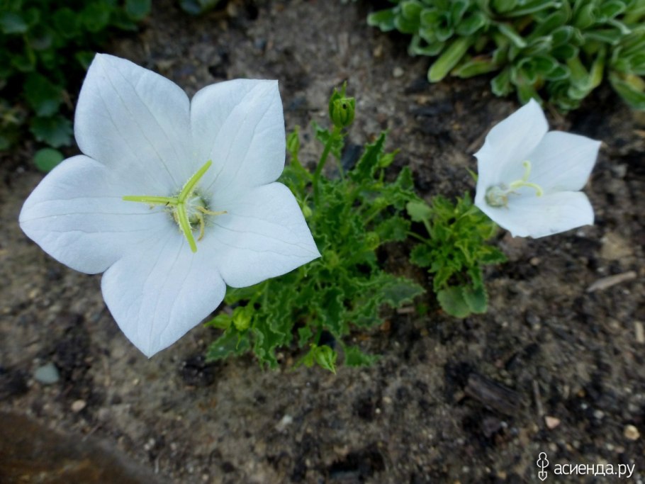 Колокольчик сарматский