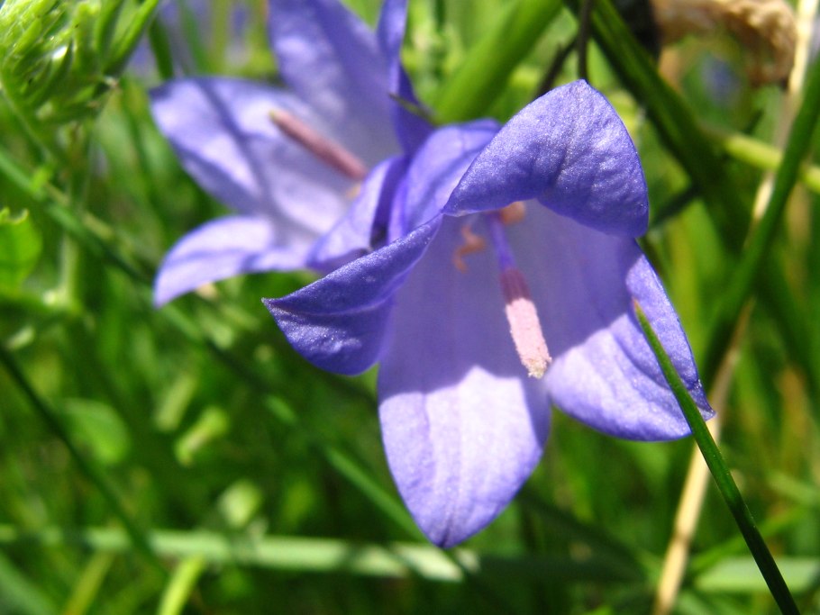 Колокольчик фото для детей