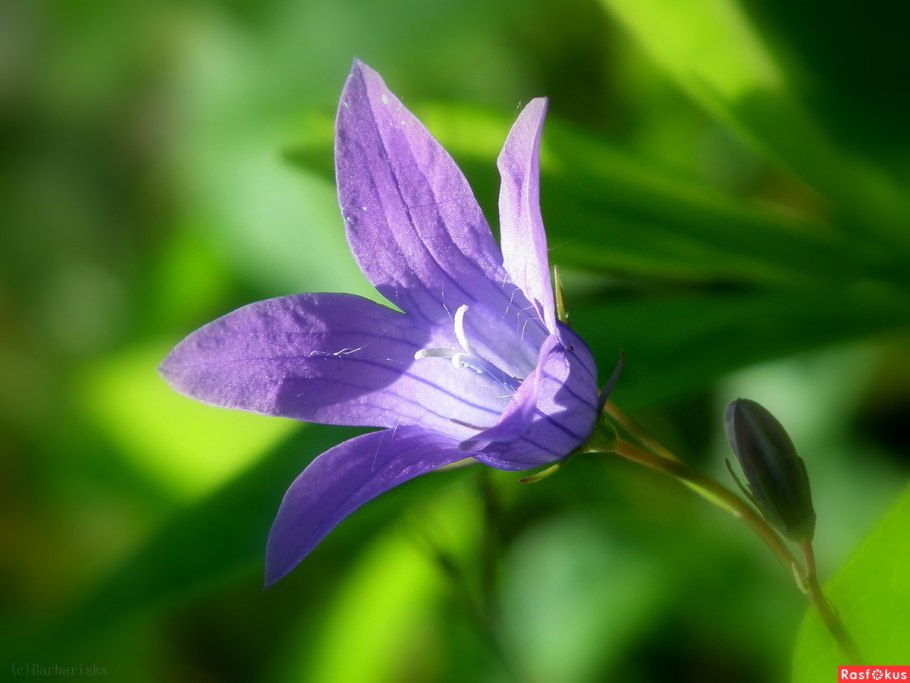 Серебряный колокольчик цветы