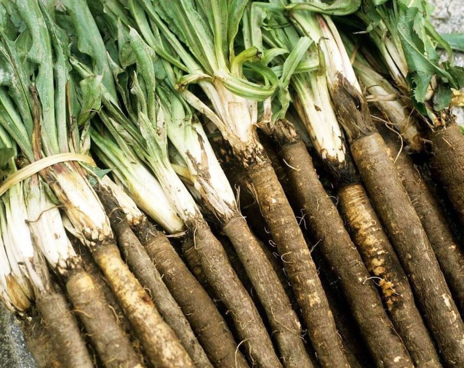 Scorzonera hispanica