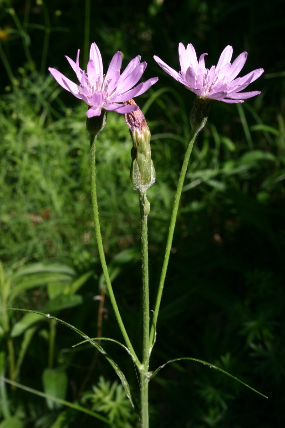 Козелец приземистый (Scorzonera humilis l.)