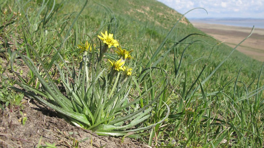 Козелец испанский (Scorzonera hispanica)