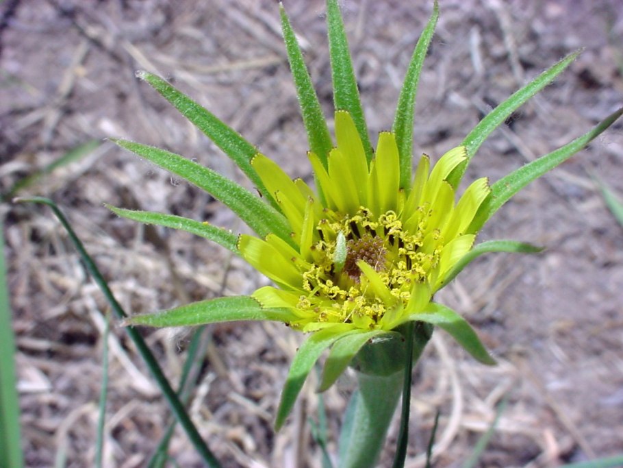 Scorzonera undulata