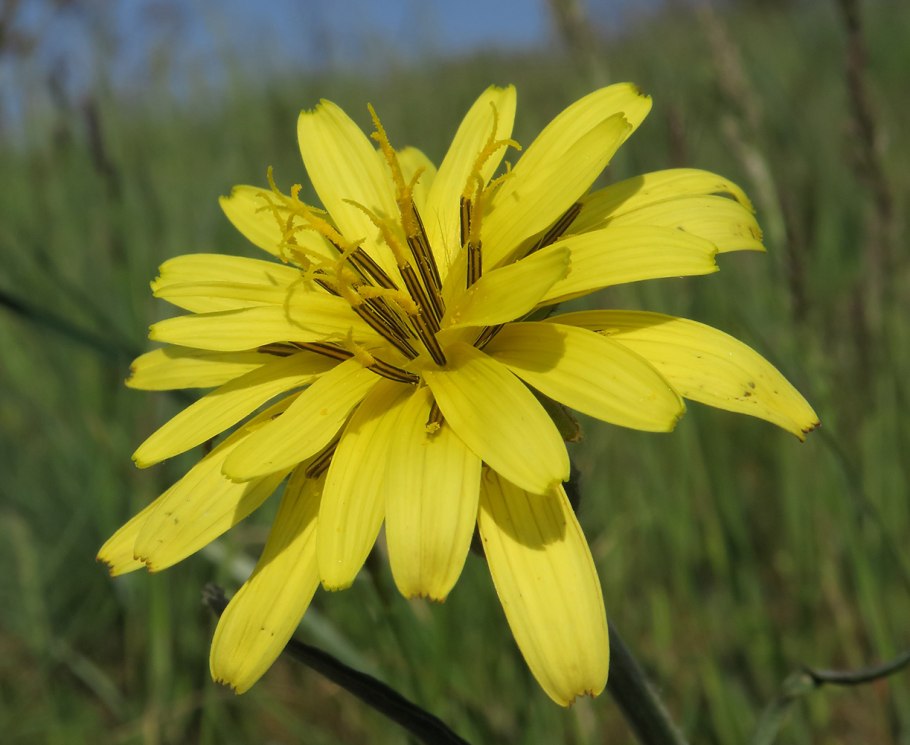 Козелец испанский (Scorzonera hispanica l.