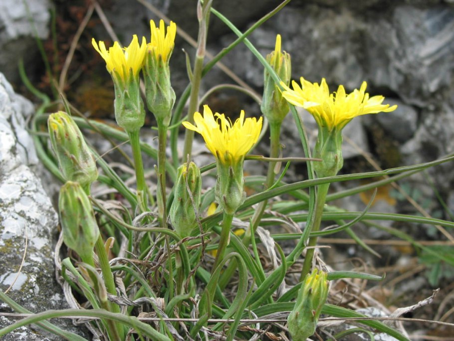 Scorzonera humilis