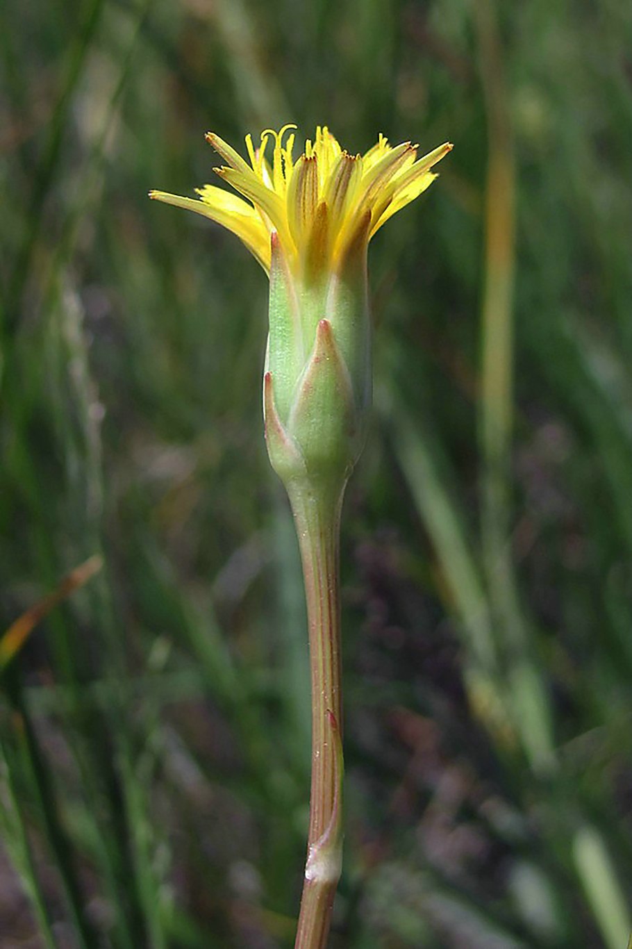 Козелец испанский (Scorzonera hispanica)