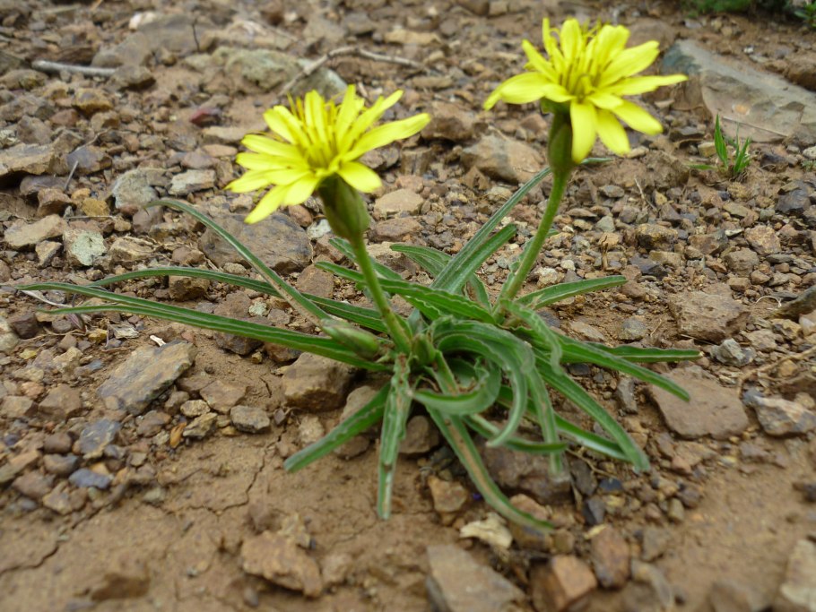 Scorzonera villosa