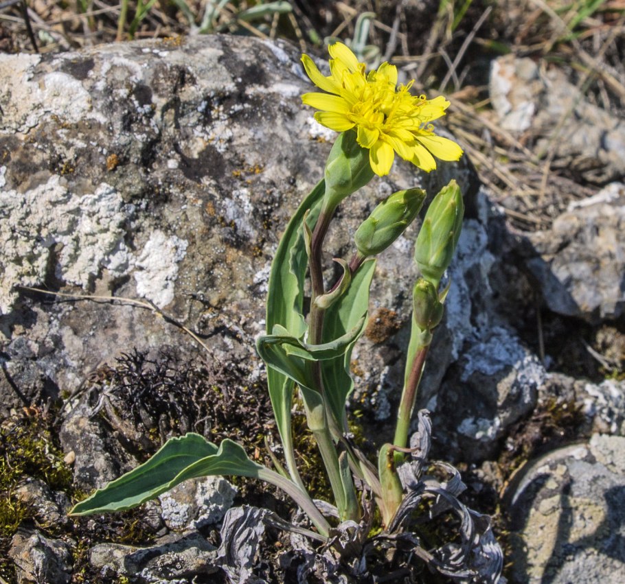 Scorzonera hispanica