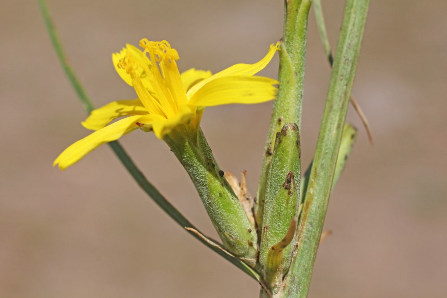 Scorzonera humilis