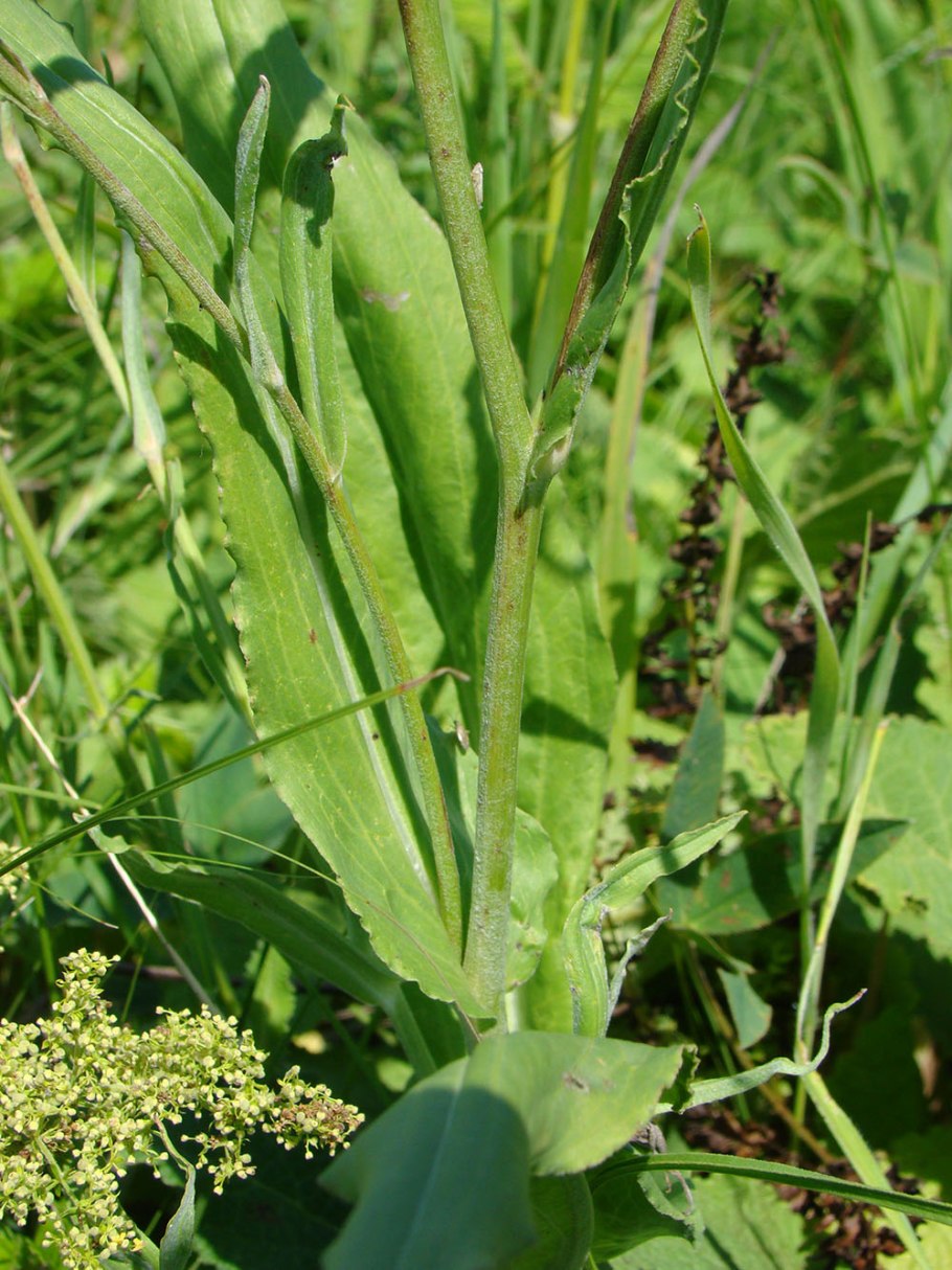 Козелец рассечённый (Scorzonera laciniata l.)