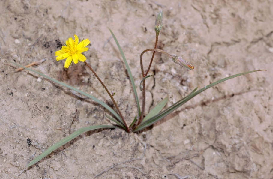 Scorzonera purpurea l.