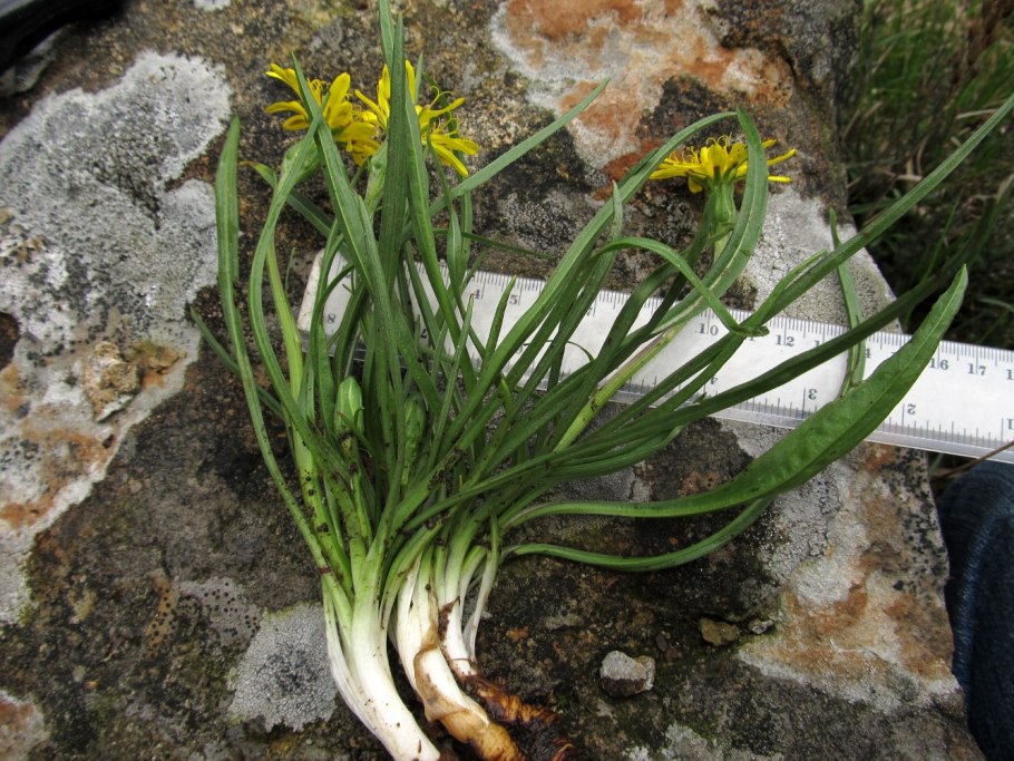 Козелец испанский (Scorzonera hispanica)