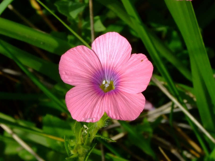 Лен кудряш масличный