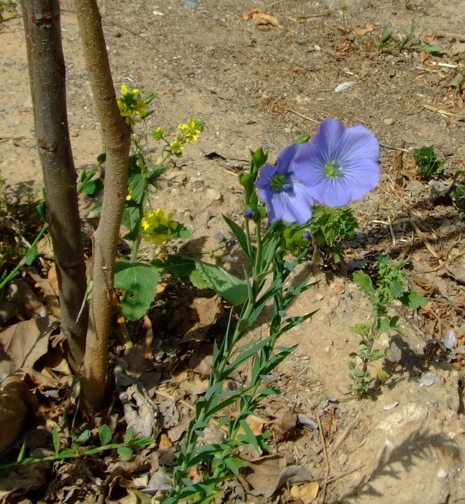 Лён австрийский