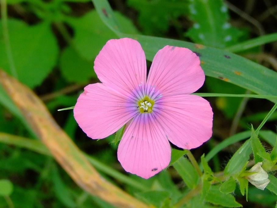 Лен посевной или обыкновенный