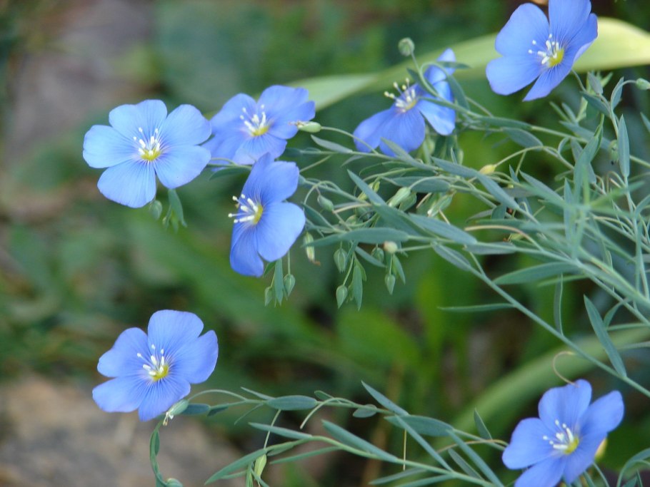 Лютики синие полевые