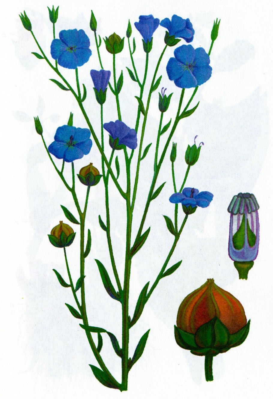 Лён обыкновенный долгунец