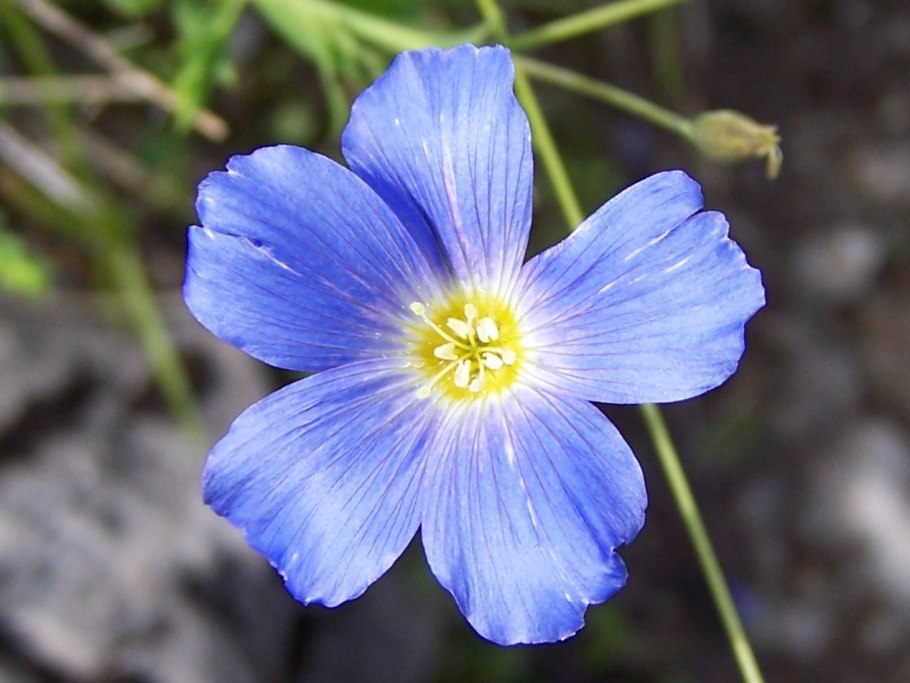 Лен горный Linum austriacum