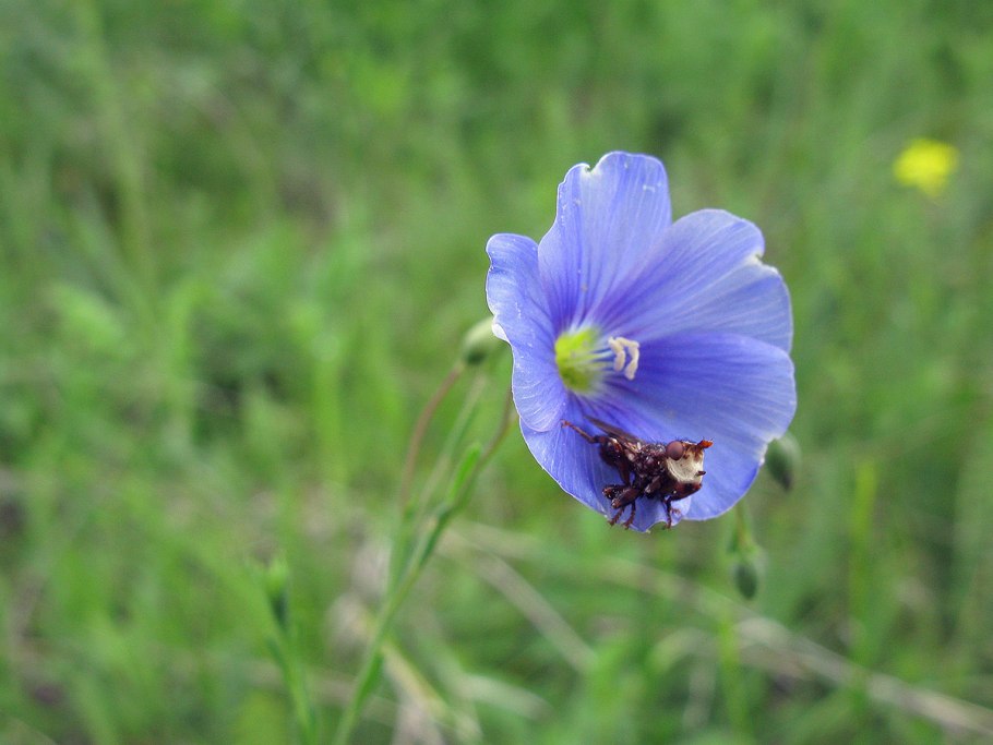 Лён обыкновенный (linum usitatissimum l.)