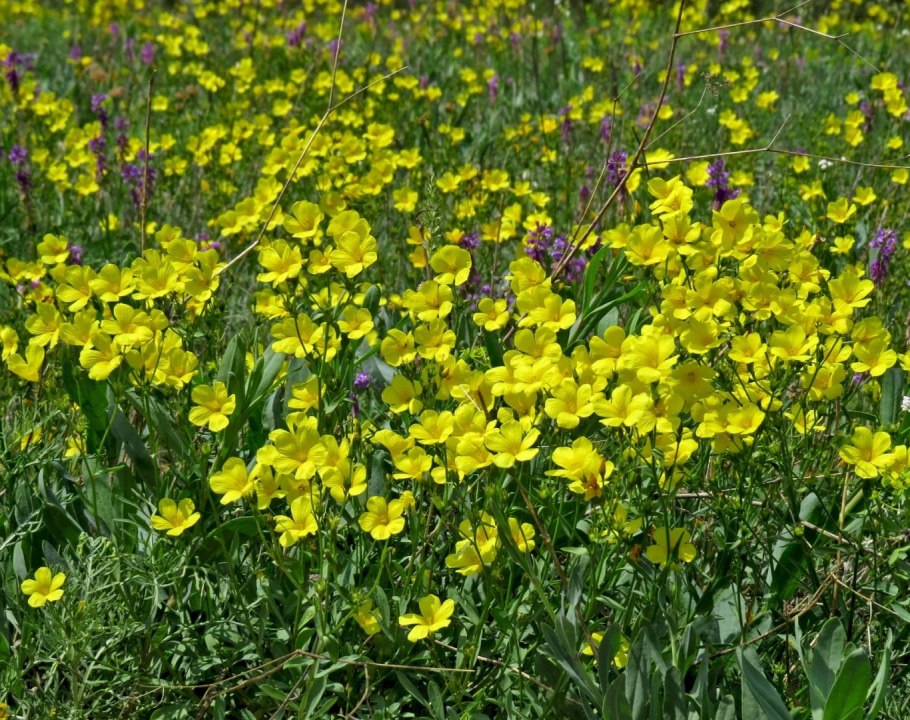 Linum viscosum