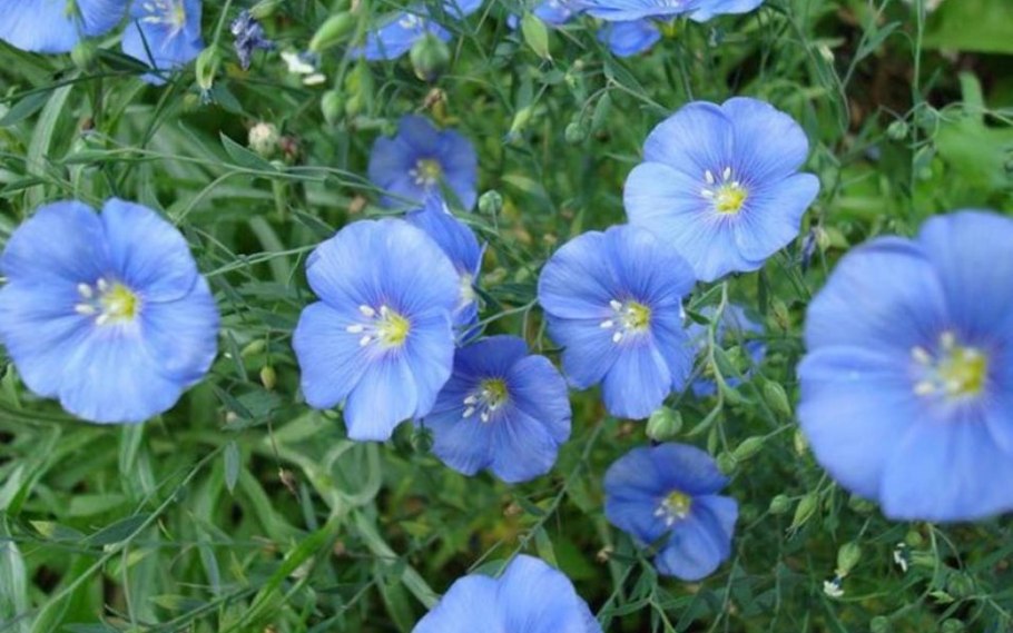 Лён обыкновенный (Linum usitatissimum l.)