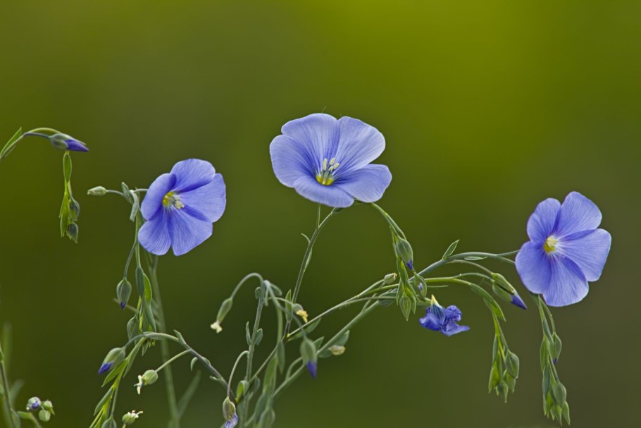 Растение лен долгунец