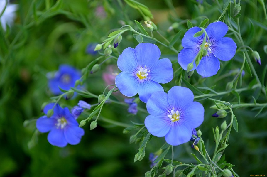 Лен многолетний Linum perenne