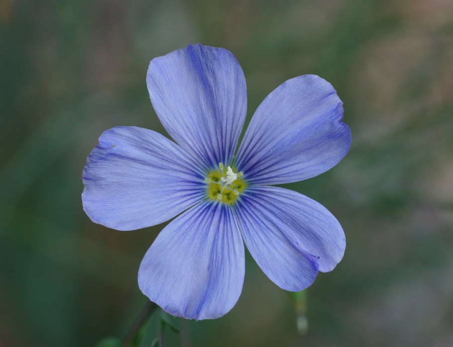 Лён крупноцветковый (Linum grandiflorum)