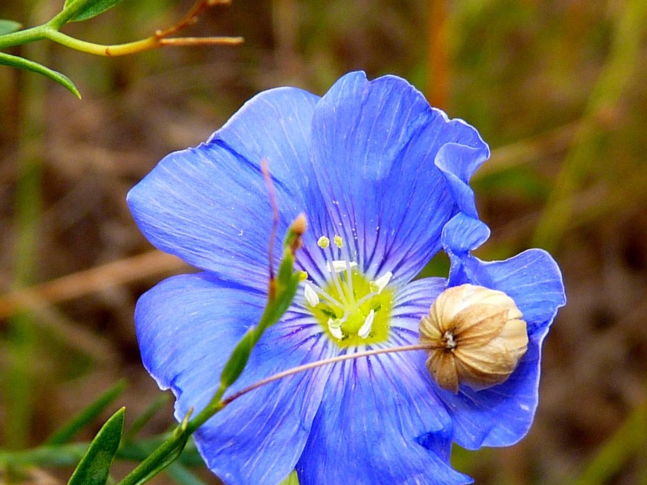 Linum usitatissimum - лен обыкновенный