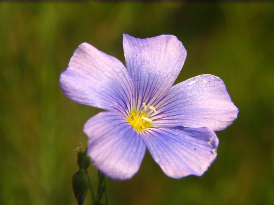 Лен шерстистый