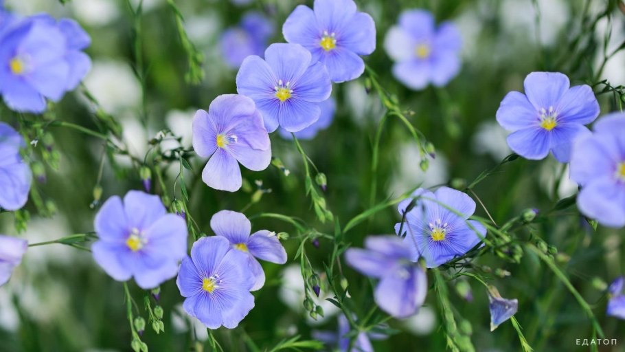 Цветет лён долгунец