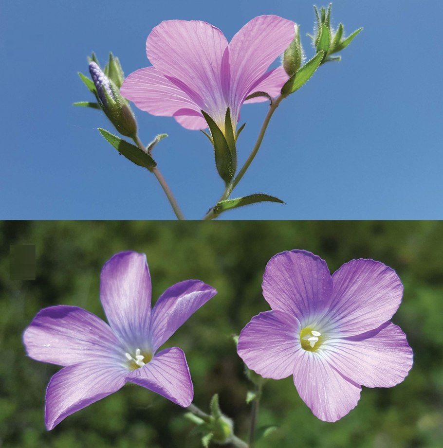 Linum grandiflorum